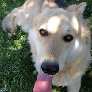 Meet your Posher, Henry